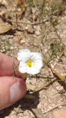 Nierembergia rigida
