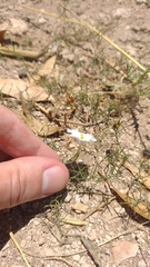 Nierembergia rigida