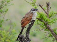 Centropus superciliosus