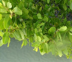 Laguncularia racemosa