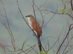 Centropus superciliosus