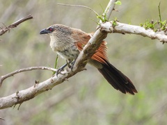 Centropus superciliosus