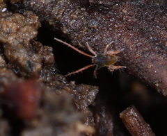 Eupodoidea