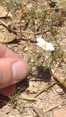 Nierembergia rigida