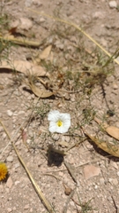 Nierembergia rigida