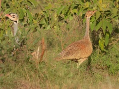 Eupodotis senegalensis