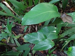 Calathea