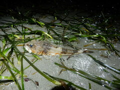 Chitonotus pugetensis