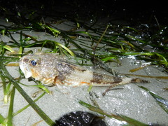 Chitonotus pugetensis