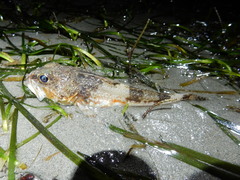 Chitonotus pugetensis