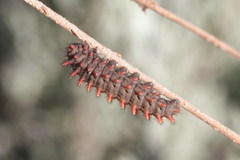 Zerynthia rumina rumina