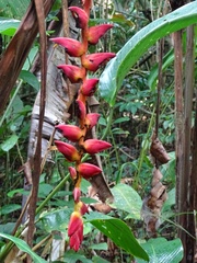 Heliconia pogonantha