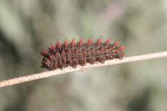 Zerynthia rumina rumina