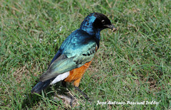 Lamprotornis superbus