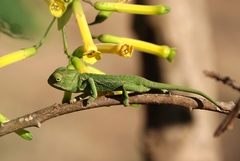 Chamaeleo chamaeleon