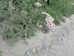 Achillea asiatica