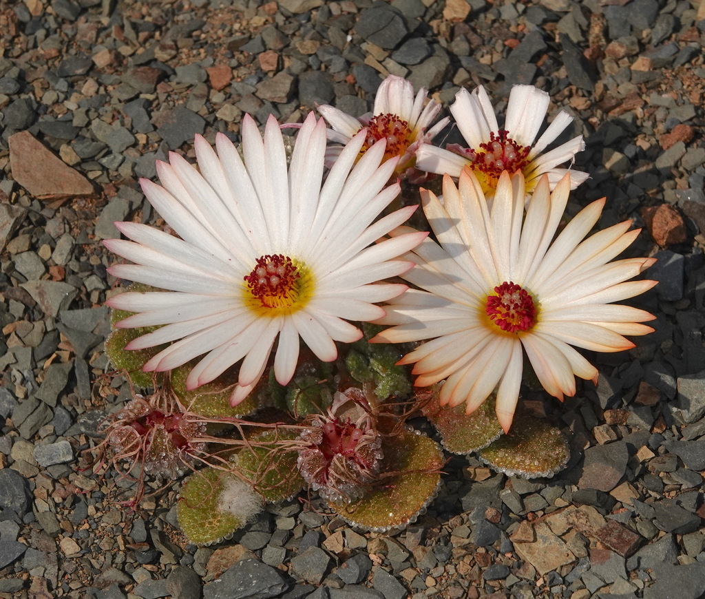 Dorotheanthus maughanii 2