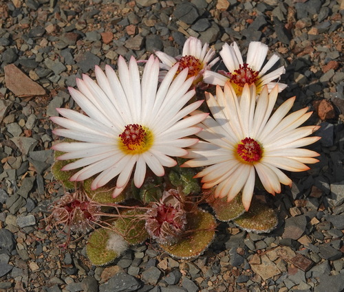 Hantam Sandfig (Cleretum maughanii)