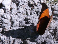Charaxes bernardus
