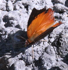 Charaxes bernardus