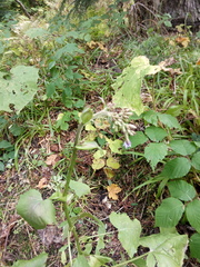 Cicerbita macrophylla