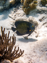 Millepora complanata