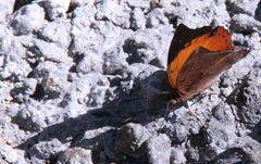 Charaxes bernardus
