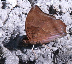 Charaxes bernardus