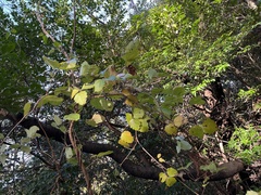 Akebia trifoliata