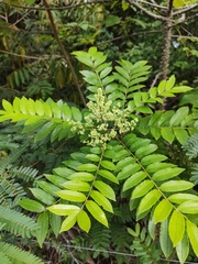 Zanthoxylum rhoifolium
