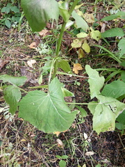 Cicerbita macrophylla