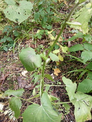 Cicerbita macrophylla