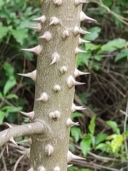 Zanthoxylum rhoifolium