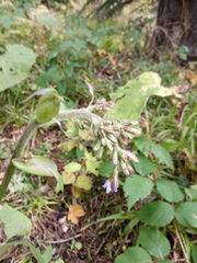 Cicerbita macrophylla