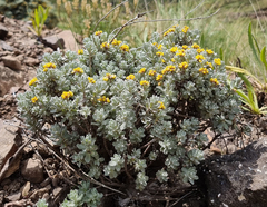 Helichrysum trilineatum