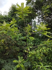 Zanthoxylum rhoifolium