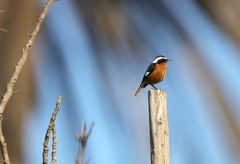 Phoenicurus moussieri