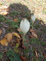 Crocus vallicola