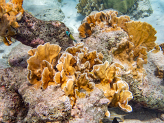 Millepora complanata