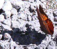 Charaxes bernardus