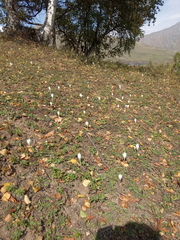 Crocus vallicola