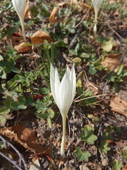 Crocus vallicola