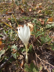 Crocus vallicola