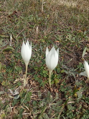 Crocus vallicola