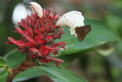 Costus osae