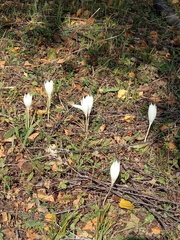 Crocus vallicola