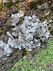 Parmelina tiliacea