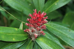 Costus osae