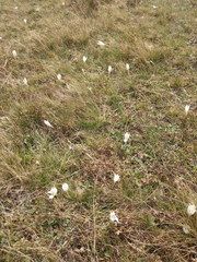 Crocus vallicola