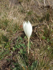Crocus vallicola